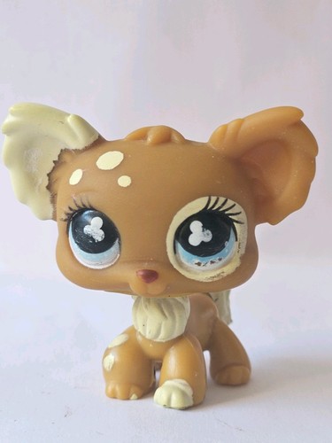 Chihuahua dog 963 - dog,