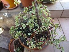 10/15cm== 4belles boutures de