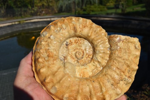 Grande ammonite mortoniceras - grande,