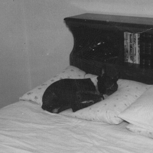 Cute adorable pet - adorable, boston