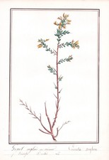 Genista Anglica Genêt Anglais