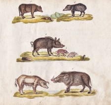 Sanglier Animaux Original