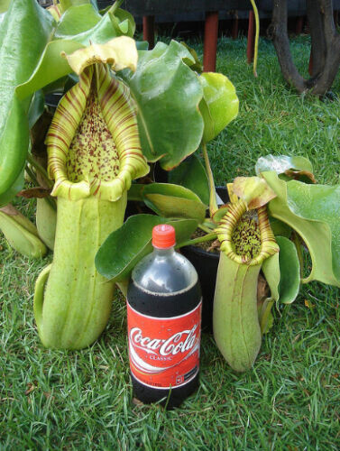 Nepenthes troncata plante - nepenthes,