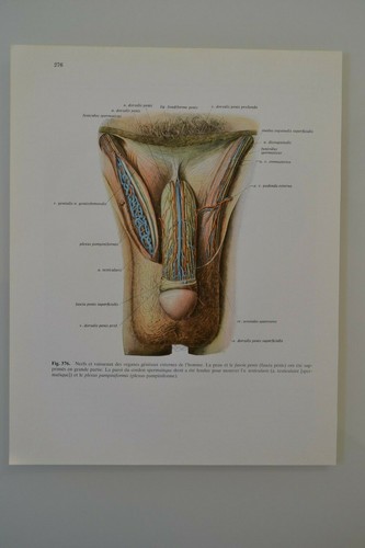 Planche anatomie humaine - planche, d'anatomie
