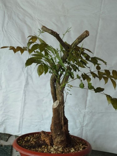 Bonsaï glycine cm - 30, en
