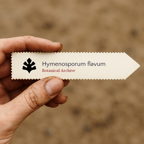 Hymenosporum flavum seeds - hymenosporum,