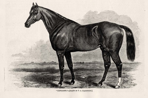 Racehorse congaree - racehorse,