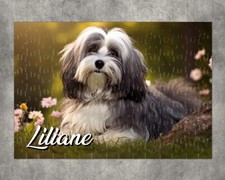 Puzzle chien Bichon havanais