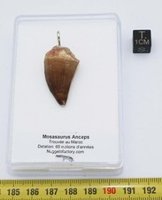 Collier pendentif dent de dinosaure dans une boite - Mosasaure (Maroc-069**)