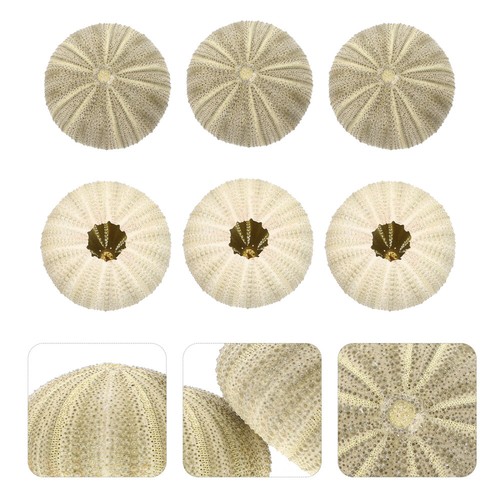 Pcs coquillages décoratifs - 6,