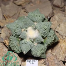 9.2cm Rare Cacti Caudex