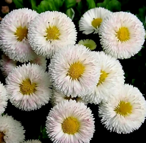 Graines paquerette - 80,
