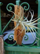 tillandisia sur vieux bois =déco maison ou jardin,terrasse , loggia,   serre etc