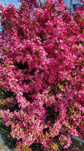 Malus coccinella - malus, coccinella®