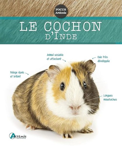 Cochon inde collectif - d'inde,