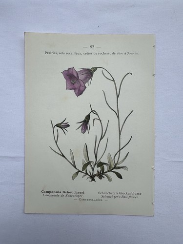Planche botanique france - planche,
