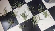 Plante araignée chlorophytum - araignée,