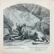 Gravure XVIIIe - Lion couché - Johann Elias RIDINGER - 28x27 cm