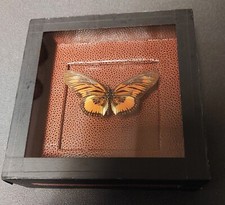 Histoire naturelle entomologie