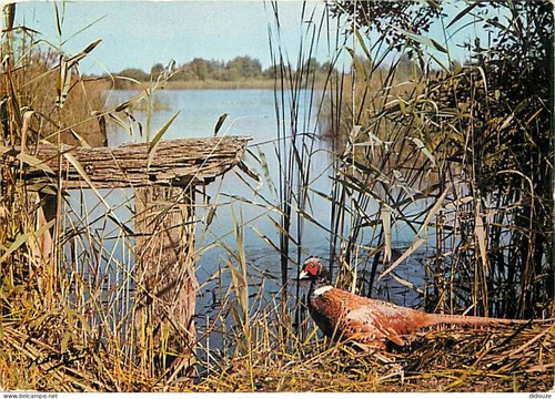 Carte postale animaux - animaux,