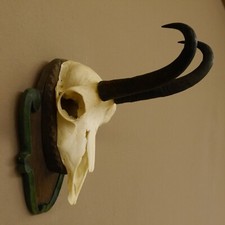 Corne De Chèvre Sur Plaque