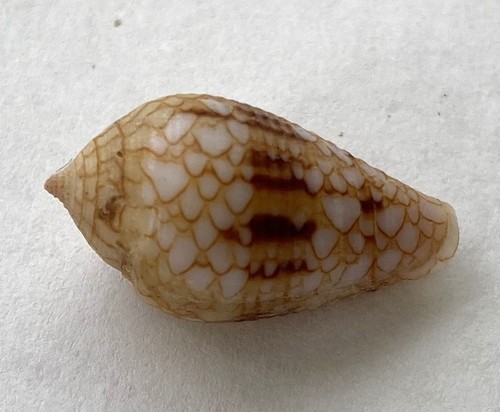 Coquillage conidae retifer - conidae,