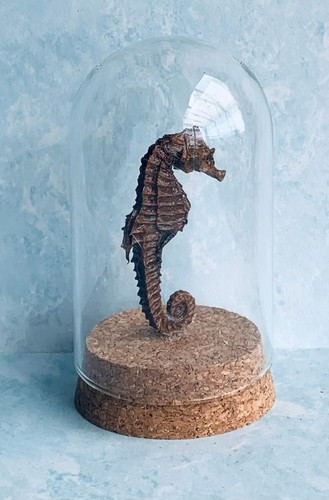Hippocampe séché cheval - séché,