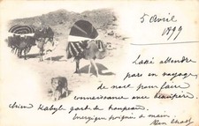 Algérie - CARTE PRÉCURSEUR Année 1899 - Caravane de chameaux - Mention manuscrit