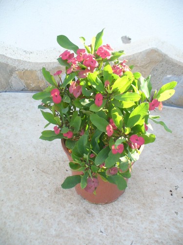 épine christ euphorbia - christ, (euphorbia