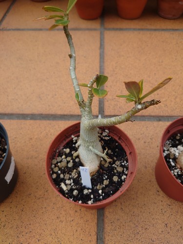 Adenium obesum - adenium,