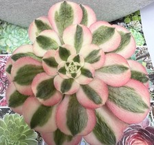🌺AEONIUM   Pink Witch (