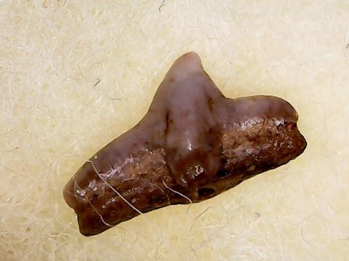 Shark tooth dent - shark,