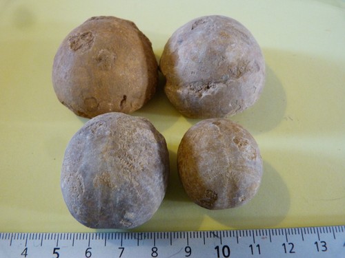 Lot oursins fossiles - 4,