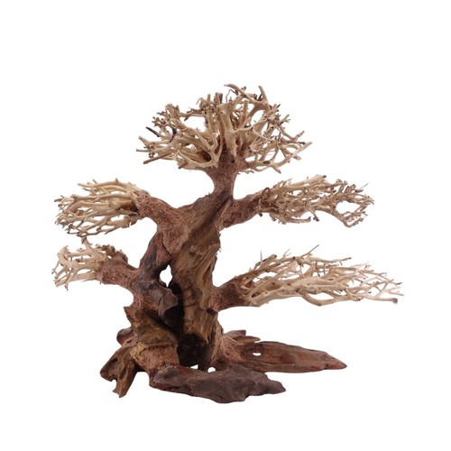 Classic bonsai arbre racine - classic,