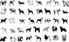Custom Various Dog Breeds