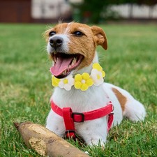  Collerette Pour Chat Collier