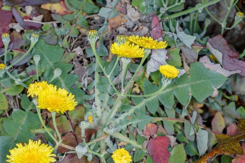 Pissenlit géant canari - pissenlit,