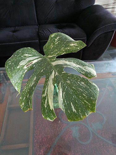 Monstera thai constellation - monstera,