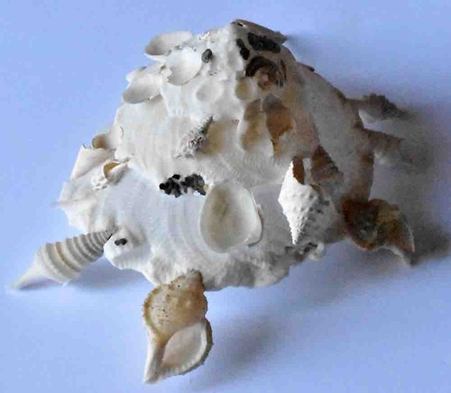 Sea shell coquillages - shell,