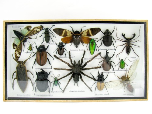 Insectes exotiques réel - -,