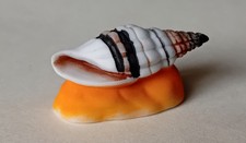 FEVE -FEVES - "LES COQUILLAGES