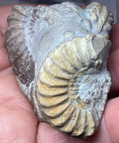 Ammonites matrix fossils - ammonites,