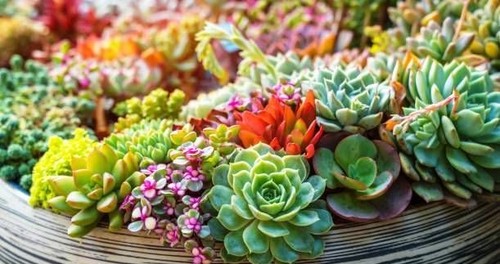 100 plantes grasses
