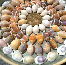 Coquille de cawrie du Japon