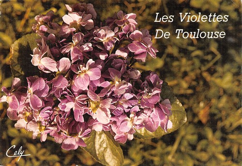Violettes de - 31-violettes,