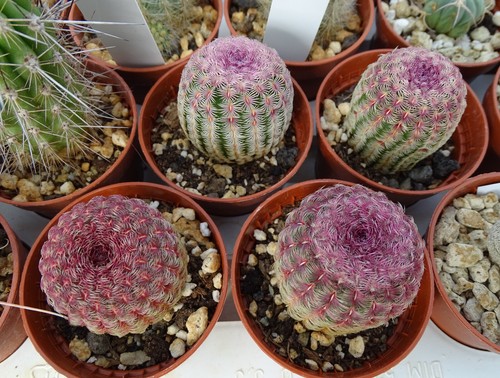 Echinocereus rubispinus - echinocereus,