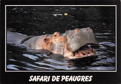 Peaugres safari - 7,