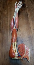 Ecorché Auzoux Fin XIXeme