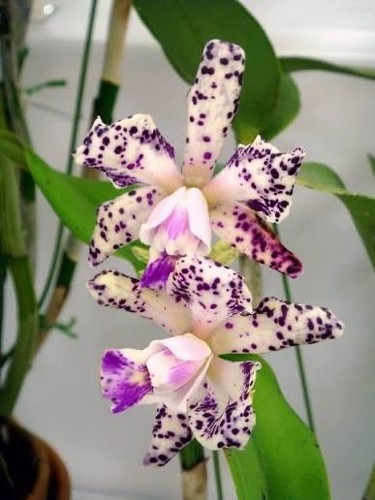 Cattleya calvin grisafe orchid - cattleya,