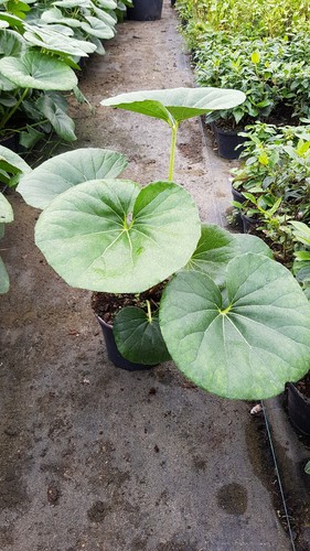 Farfugium japonicum gigantea - farfugium, 'gigantea'